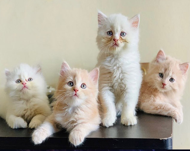 Cats For Sale : Buy Healthy Kittens for Sale Online in India